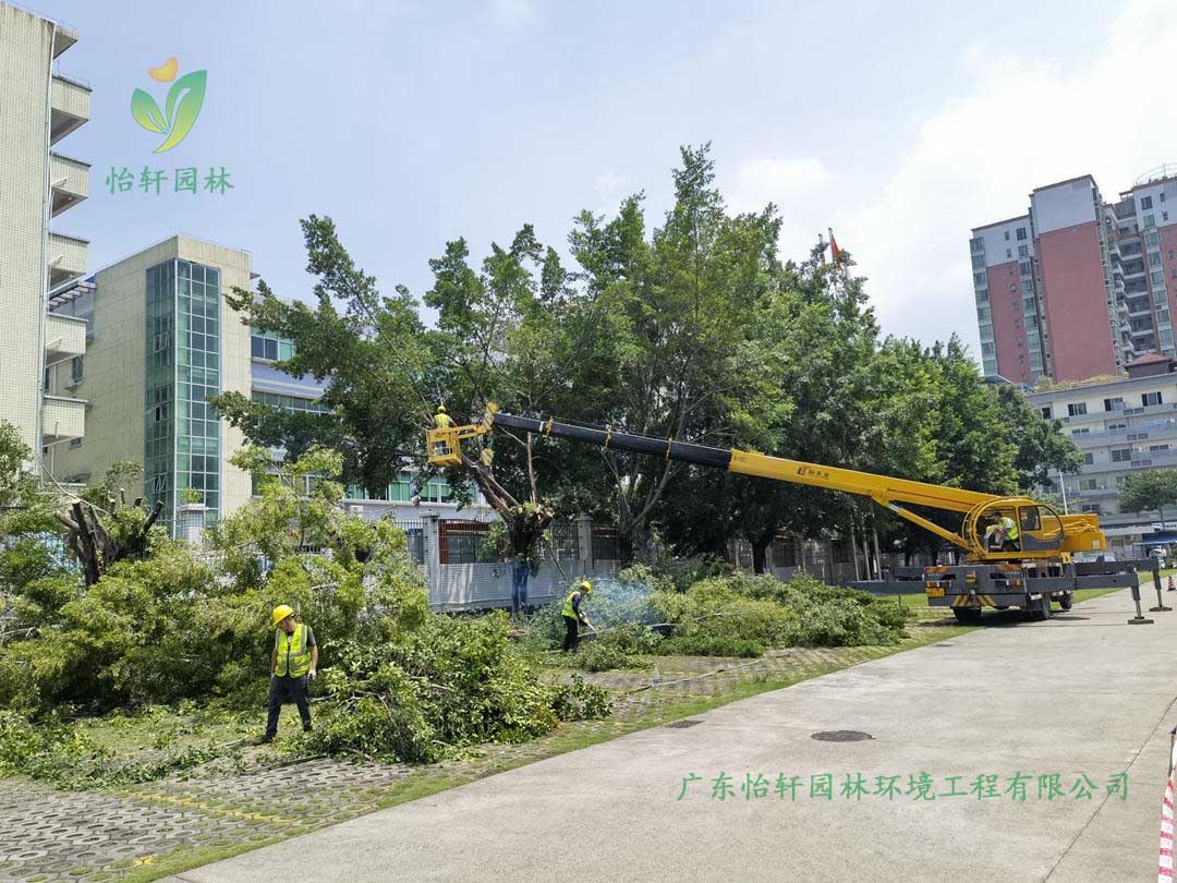 九游娱乐园林绿化公司采用高空吊车修剪榕树